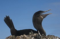 Flightless Cormorant (Phalacrocorax harrisi) calling on nest, off Wolf Volcano, Isabella Island, Galapagos Islands, Ecuador