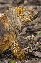 Galapagos Land Iguana (Conolophus subcristatus), base of Wolf Volcano, Isabella Island, Galapagos Islands, Ecuador