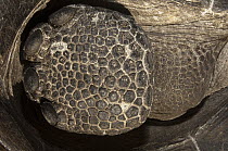 Galapagos Giant Tortoise (Chelonoidis nigra) foot, Wolf Volcano, Isabella Island, Galapagos Islands, Ecuador
