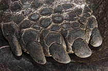 Saddleback Galapagos Tortoise (Chelonoidis nigra hoodensis) foot, Wolf Volcano, Isabella Island, Galapagos Islands, Ecuador