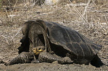 Saddleback Galapagos Tortoise (Chelonoidis nigra hoodensis) resting in the depression of shell, Wolf Volcano, Isabella Island, Galapagos Islands, Ecuador