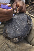 Galapagos Giant Tortoise (Chelonoidis nigra) young being injected with PIT tag, Wolf Volcano, Isabella Island, Galapagos Islands, Ecuador