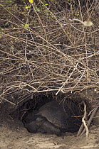 Galapagos Giant Tortoise (Chelonoidis nigra) baby in burrow, Wolf Volcano, Isabella Island, Galapagos Islands, Ecuador