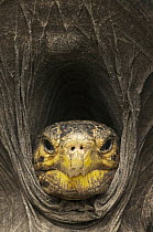 Saddleback Galapagos Tortoise (Chelonoidis nigra hoodensis) retracted in shell, base of Sierra Negra, Isabella Island, Galapagos Islands, Ecuador