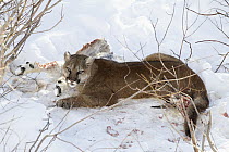 Mountain Lion (Puma concolor) wild female feeding on Mountain Goat (Oreamnos americanus) carcass, Glacier National Park, Montana