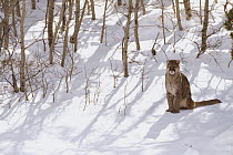 Mountain Lion (Puma concolor) wild female sitting in snow, Glacier National Park, Montana