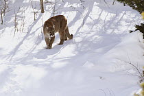 Mountain Lion (Puma concolor) wild female in snow, Glacier National Park, Montana
