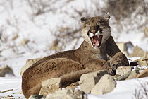 Mountain Lion (Puma concolor) wild female yawning, Glacier National Park, Montana