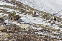 Mountain Lion (Puma concolor) wild female stalking Bighorn Sheep (Ovis canadensis), Glacier National Park, Montana