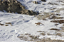 Mountain Lion (Puma concolor) wild female running after Bighorn Sheep (Ovis canadensis), Glacier National Park, Montana