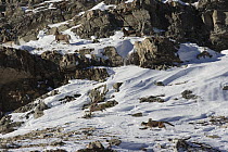 Mountain Lion (Puma concolor) wild female chasing Bighorn Sheep (Ovis canadensis), Glacier National Park, Montana
