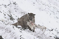 Mountain Lion (Puma concolor) wild female feeding on Bighorn Sheep (Ovis canadensis) carcass, Glacier National Park, Montana