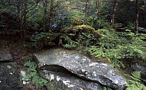 Petroglyphs in temperate rainforest near Bella Coola, British Columbia, Canada