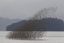 Western Sandpiper (Calidris mauri) flock taking off from Stikine River during spring migration, Alaska