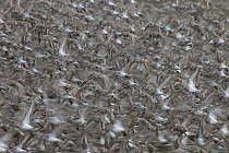 Western Sandpiper (Calidris mauri) flock taking off from Stikine River during spring migration, Alaska