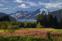 Flowering meadow with Mount Wrather and Mendenhall Glacier, Juneau, Alaska