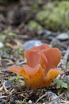Orange fungus, Bartlett Cove, Glacier Bay National Park, Alaska
