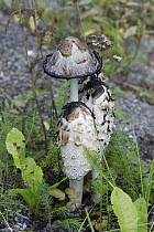 Shaggy Ink Cap (Coprinus comatus) mushrooms, Bartlett Cove, Glacier Bay National Park, Alaska