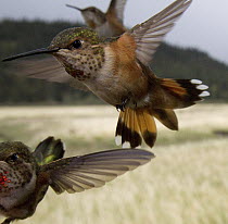 Rufous Hummingbird (Selasphorus rufus) trio flying, Stikine River, Alaska