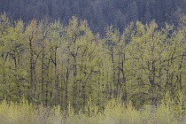 Cottonwood (Populus sp) trees with new leaves, Stikine River, Alaska