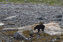 Grizzly Bear (Ursus arctos horribilis) feeding on carcass of Humpback Whale (Megaptera novaeangliae), Glacier Bay National Park, Alaska