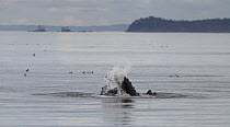 Humpback Whale (Megaptera novaeangliae) gulp feeding on small fish, Queen Charlotte Sound, British Columbia, Canada