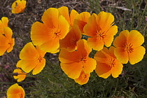 California Poppy (Eschscholzia californica) flowers, San Juan Islands, Washington
