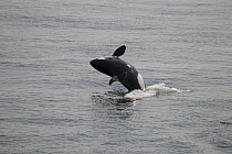 Orca (Orcinus orca) juvenile breaching, San Juan Island, Washington
