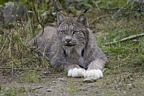Canada Lynx (Lynx canadensis) showing white feet often found in the Alaska and Yukon population, Haines, Alaska