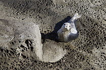 Harbor Seal (Phoca vitulina) on rock, Saturna Island, British Columbia, Canada