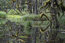 Wetland along Kliki Damen Creek, Naikoon Provincial Park, Queen Charlotte Islands, British Columbia, Canada
