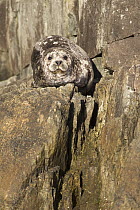 Harbor Seal (Phoca vitulina) hauled out on rocks, Howe Sound, British Colombia, Canada