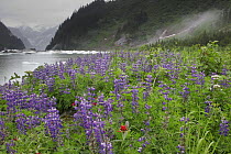 Lupine (Lupinus sp) flowers covering the lake shore of Shakes Lake, Stikine River, Alaska