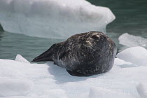 Harbor Seal (Phoca vitulina) on ice floe, Sawyer Glacier, Alaska