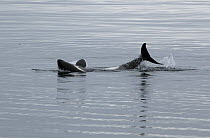 Orca (Orcinus orca) playing, Queen Charlotte Sound, British Columbia, Canada