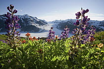 Lupine (Lupinus sp) flowers in front of Salmon Glacier, British Columbia, Canada