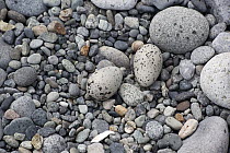 Black Oystercatcher (Haematopus bachmani) ground nest with two eggs, Katmai National Park, Alaska