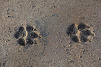 Wolf (Canis lupus) tracks, Katmai National Park, Alaska