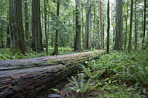 Cathedral Grove in old growth forest, MacMillan Provincial Park, near Port Alberni, Vancouver Island, Canada