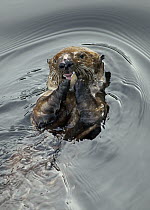 Sea Otter (Enhydra lutris) feeding on clam, northern Vancouver Island, British Columbia, Canada