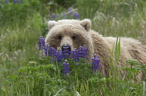 Grizzly Bear (Ursus arctos horribilis) with lupines, Katmai National Park, Alaska