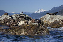 Harbor Seal (Phoca vitulina) group on rocks in Howe Sound, British Columbia, Canada
