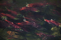 Sockeye Salmon (Oncorhynchus nerka) in breeding color during spawning season, Adams River, British Columbia, Canada