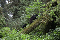 Black Bear (Ursus americanus) female and cub with captured Pink Salmon (Oncorhynchus gorbuscha) prey, Anan Creek, Alaska