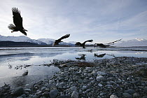 Bald Eagle (Haliaeetus leucocephalus) swooping down on salmon along Chilkat River, Haines, Alaska, composite image