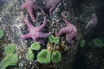 Giant Green Sea Anemone (Anthopleura xanthogrammica) group and Ochre Sea Stars (Pisaster ochraceus) on rock wall on St. Lazaria Island, Alaska