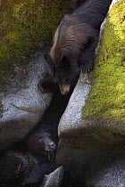 Black Bear (Ursus americanus) pair competing over fishing spot, Anan Creek, Alaska