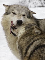 Wolf (Canis lupus) pair showing dominant and submissive behavior, North America