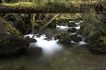 Creek in temperate rainforest, Prince of Wales Island, Alaska