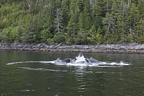 Humpback Whale (Megaptera novaeangliae) group bubble net feeding, northern British Columbia, Canada